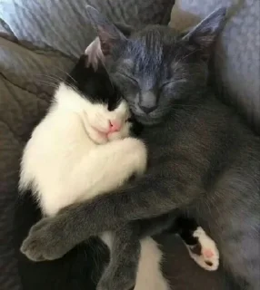 ❤️ emoji Котео Telegram sticker 20 of 65