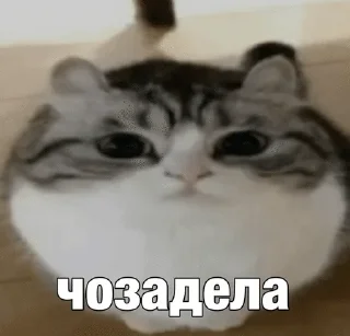 😶 emoji Жизн Telegram sticker 21 of 104