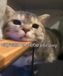 ❤️ emoji котыбля Telegram sticker 11 of 79