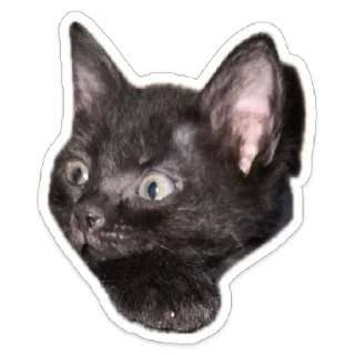 😳 emoji Кот.Долбик Telegram sticker 11 of 13
