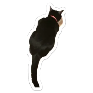 🥛 emoji Кот.Долбик Telegram sticker 9 of 13