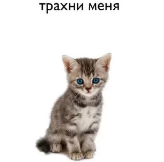 ❤️ emoji котыбля Telegram sticker 15 of 79