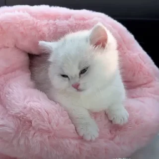 ☺️ emoji сосиски Telegram sticker 22 of 31