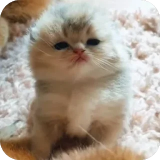 🫥 emoji сосиски Telegram sticker 19 of 31