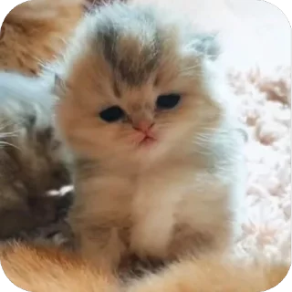 🫥 emoji сосиски Telegram sticker 7 of 31