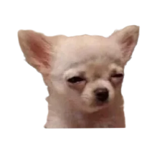 😑 emoji bubidog Telegram sticker 10 of 58