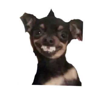 😁 emoji bubidog Telegram sticker 16 of 58