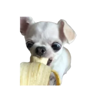 🍌 emoji bubidog Telegram sticker 15 of 58