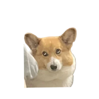 😒 emoji bubidog Telegram sticker 21 of 58
