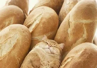 🥖 emoji коты в еде/cats in food Telegram sticker 16 of 60
