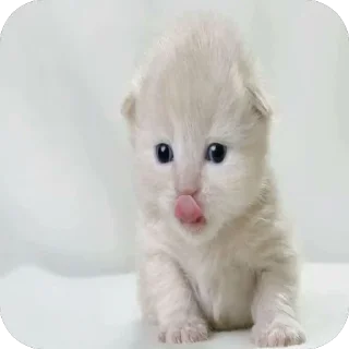 🫥 emoji блять что это Telegram sticker 22 of 34