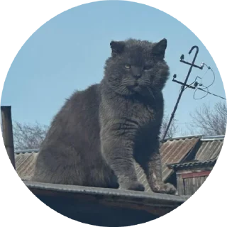 🤨 emoji Френдсы Telegram sticker 11 of 25