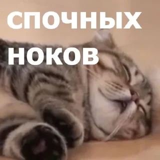 😴 emoji Маруська что-то мутит Telegram sticker 18 of 120