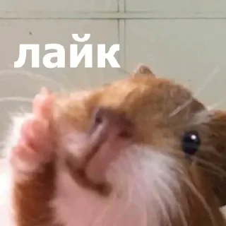 🙂 emoji Маруська что-то мутит Telegram sticker 23 of 120