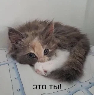 🌟 emoji мурмяу Telegram sticker 18 of 67