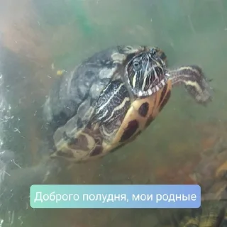 Sticker from Дашины чэрыпашки
