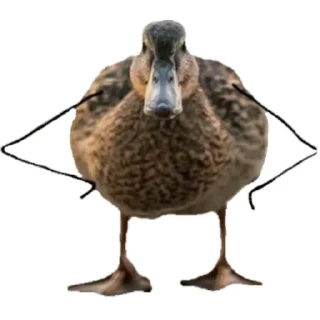 🦆 emoji @fighter_bomber 🚀 Telegram sticker 23 of 108