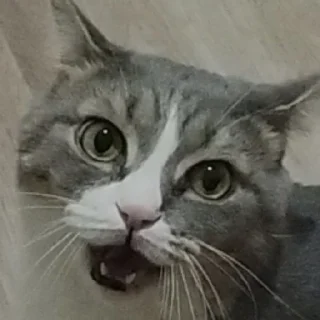 🤮 emoji Мася Telegram sticker 12 of 14