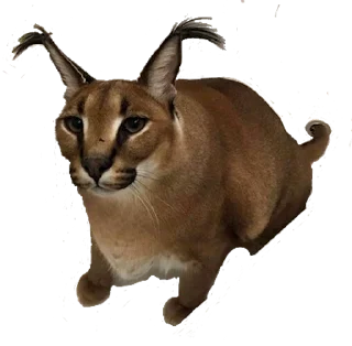 🐈 emoji aboba Telegram sticker 12 of 23