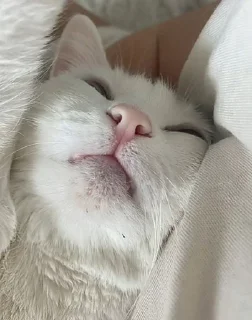 😴 emoji Просто милота😊 Telegram sticker 14 of 16
