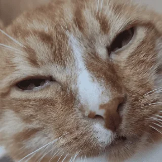 😑 emoji шерсти Telegram sticker 22 of 104