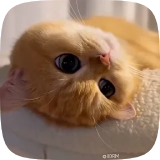 🙃 emoji 🐾 𝐩𝐚𝐜𝐤 ᴰᴿᴹ @IIDRM Telegram sticker 21 of 120