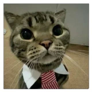 🙂 emoji пуки каки Telegram sticker 20 of 113