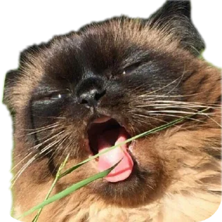 Sticker from Еблеты котов