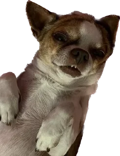 🤓 emoji чебок Telegram sticker 12 of 25