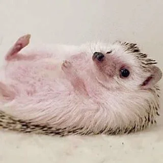 👀 emoji Ёжики как смысл жизни Telegram sticker 19 of 50