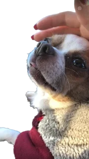😜 emoji чебок Telegram sticker 22 of 25