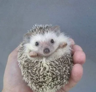 👀 emoji Ёжики как смысл жизни Telegram sticker 21 of 50