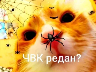 🤨 emoji кица епт Telegram sticker 1 of 17