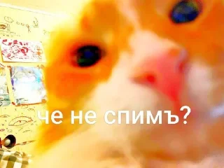 🤨 emoji кица епт Telegram sticker 7 of 17