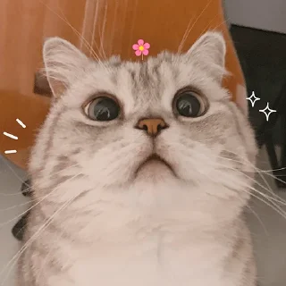 Sticker from Nana the charming cat