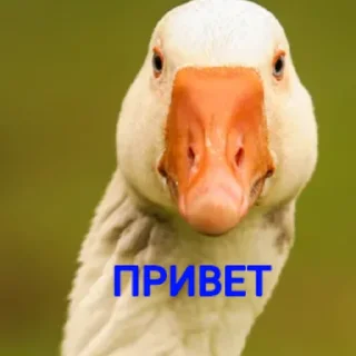 👋 emoji Гуси [] Telegram sticker 11 of 23