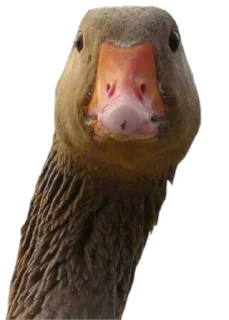 🤨 emoji Гуси Telegram sticker 8 of 19