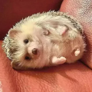 🦔 emoji Ежи @BredRa Telegram sticker 14 of 31