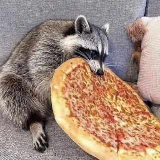 🍕 emoji Енотики @BredRa Telegram sticker 7 of 35