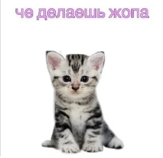 ❓ emoji Что то Telegram sticker 19 of 46