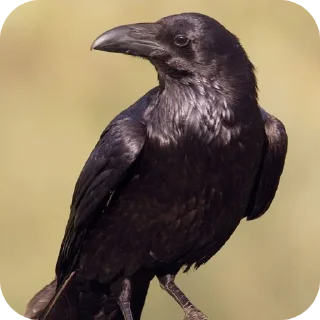 🐦 emoji НЕВЕР¦¦AVARIA¦¦ Telegram sticker 23 of 27