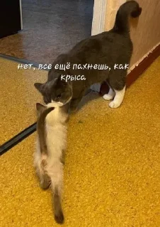 🐀 emoji КнопСель Telegram sticker 5 of 35