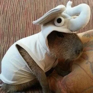 🐘 emoji капибари лове Telegram sticker 23 of 95