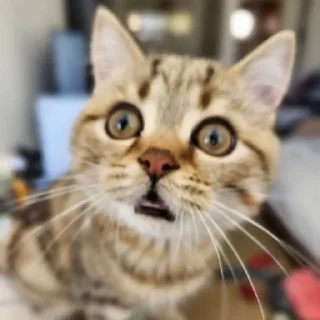 😱 emoji SibaTheCat Telegram sticker 6 of 70