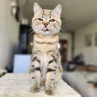 😒 emoji SibaTheCat Telegram sticker 5 of 70