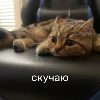 😢 emoji SibaTheCat Telegram sticker 8 of 70