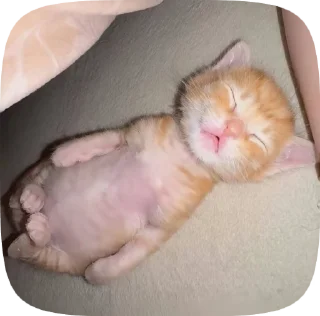 😊 emoji Cat core Telegram sticker 16 of 120