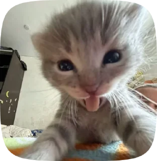 😄 emoji Cat core Telegram sticker 19 of 120