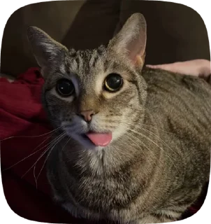 😋 emoji Cat core Telegram sticker 1 of 120