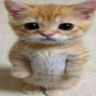 👩‍🦲 emoji эщкере Telegram sticker 6 of 60